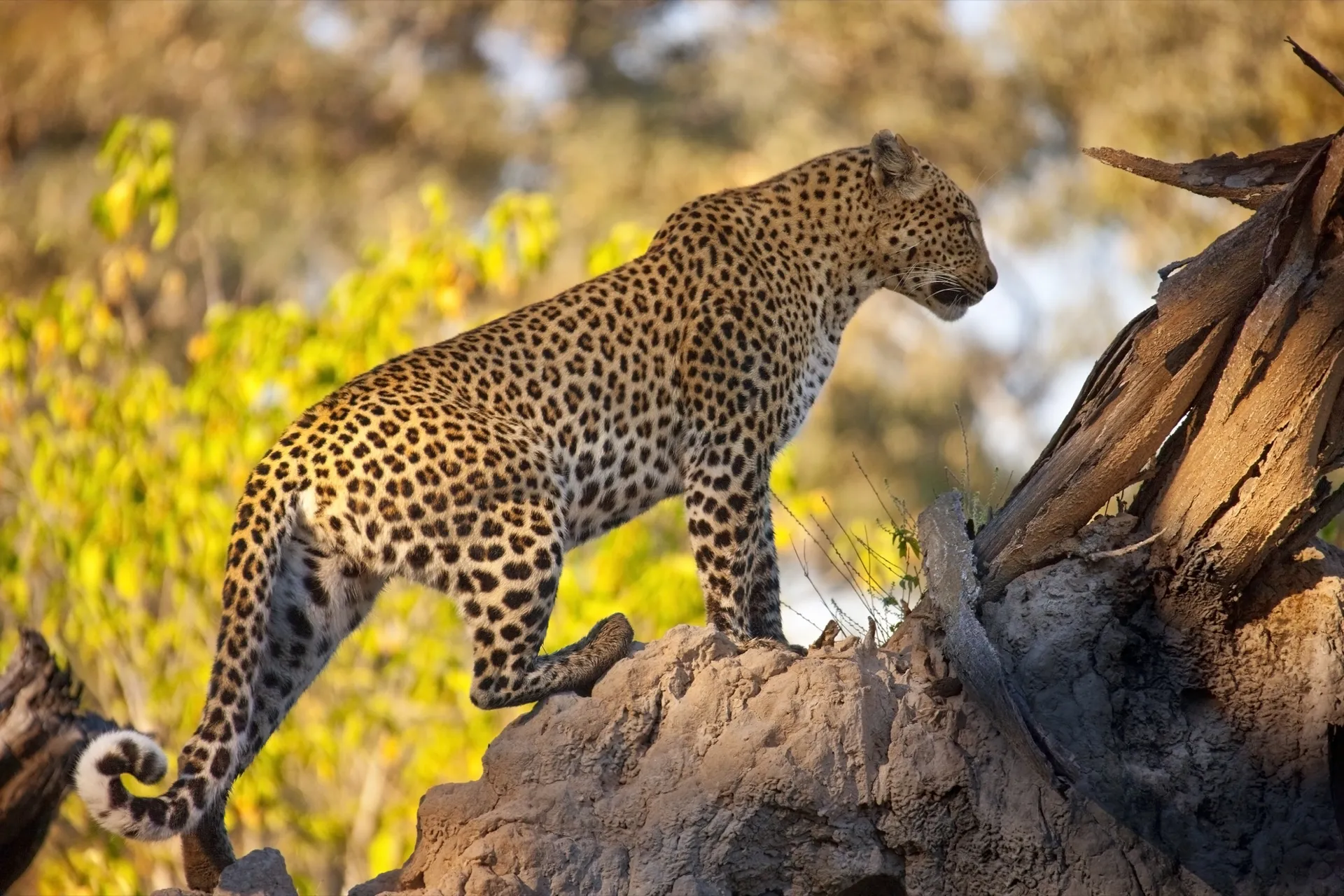 Samburu Wildlife Safari