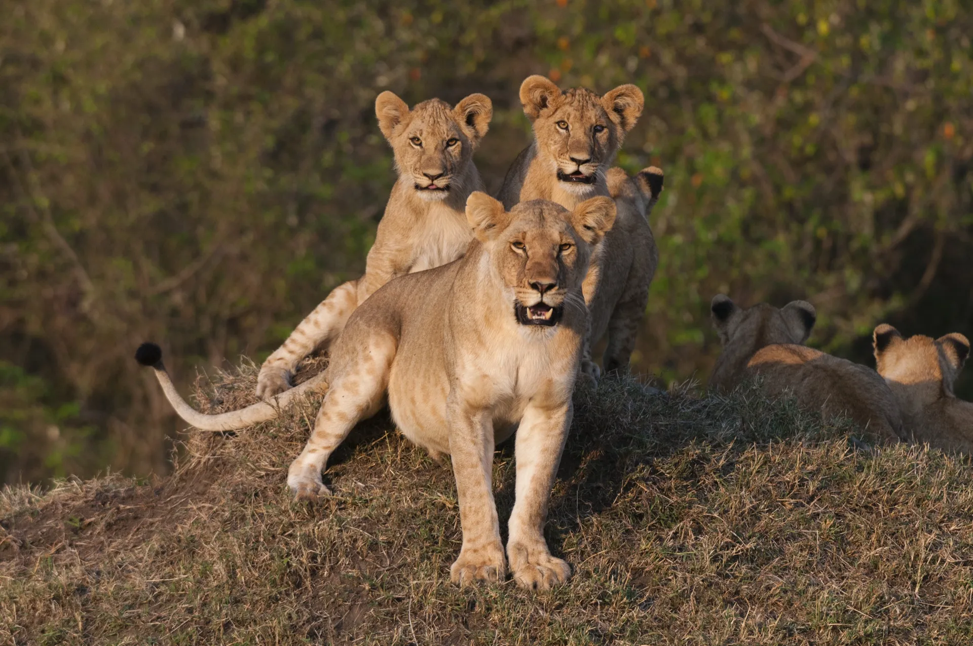 Lions at golden hour in the African savannah